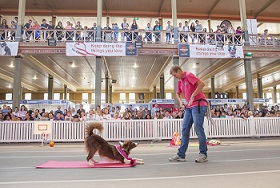 Sydney Dog Lovers Show